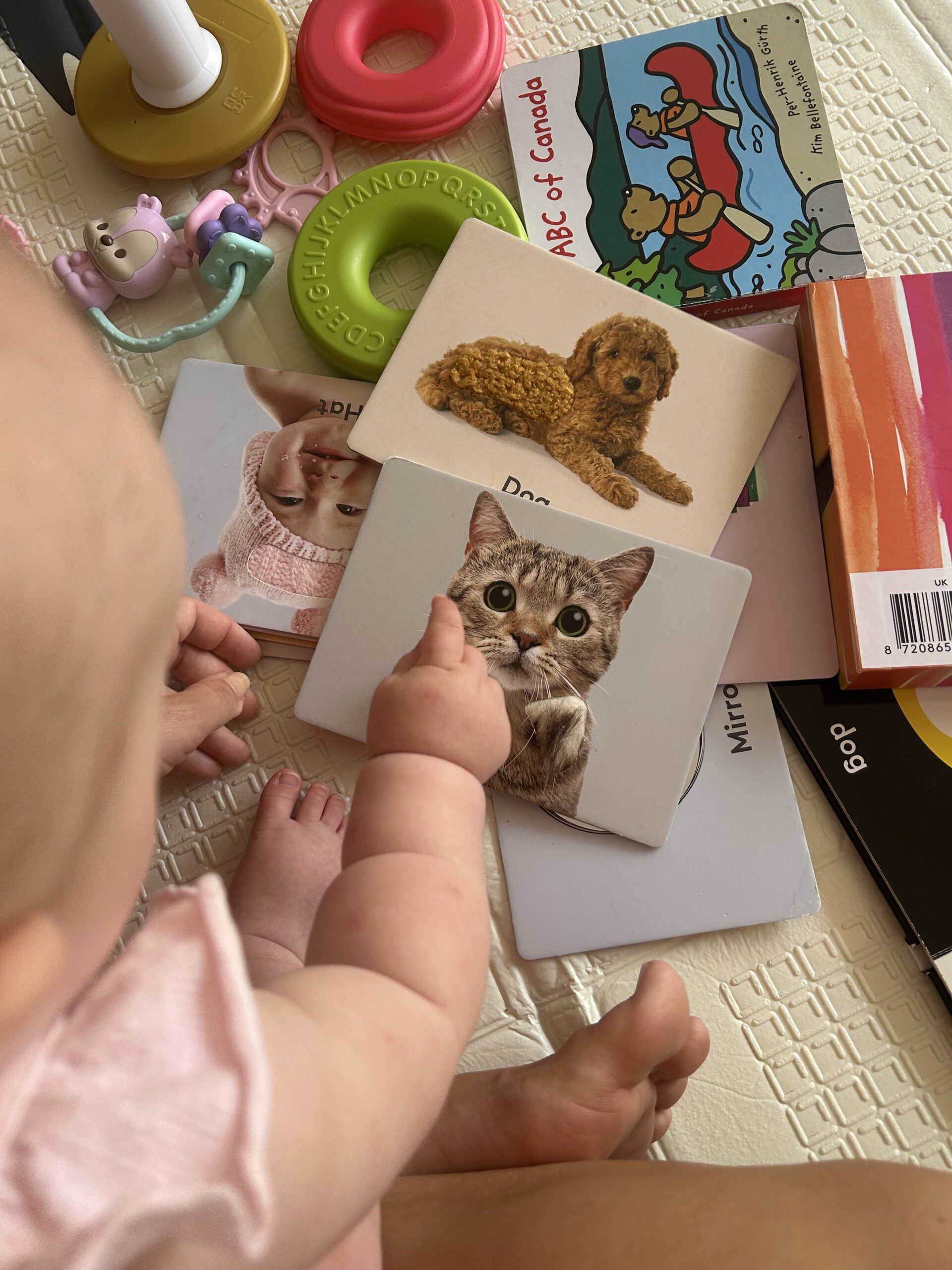 A baby pointing at a cat on a picture card